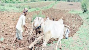 Farmer